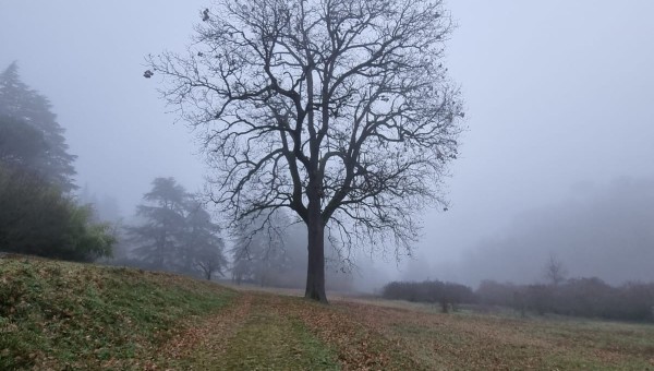 AL GRANDE ALBERO